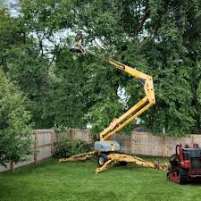 How Our Tree Care Process Works  in  Clemson University, SC